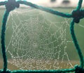 Morning Dew Spider Web Royalty Free Stock Photo