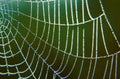 Morning dew on a spider web. Royalty Free Stock Photo