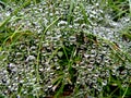 Morning dew on spiders web in green grass. Royalty Free Stock Photo