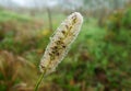 Morning dew on spiders web macro Royalty Free Stock Photo