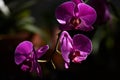 Morning dew sticks to the blooming purple orchid