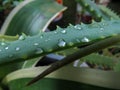 Morning dew stuck to the surface of aloe vera