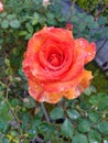 Morning dew on a sunset rose