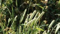 Morning dew on the tall green grass.