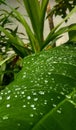 Morning dew in taro leave Royalty Free Stock Photo