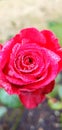 Rose hugging tears of morning dew Royalty Free Stock Photo