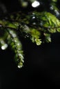 Morning Dew on the Trees