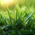 Morning Dew on Vibrant Blades of Grass