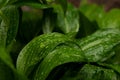 Morning dew water drop on green foliage leaves floral garden nature scenic view objects Royalty Free Stock Photo