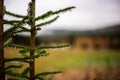 Morning dew and water droplets on a fir branch - water drops on a pine needle - concept of fresh nature and christmas