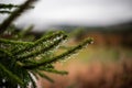 Morning dew and water droplets on a fir branch - water drops on a pine needle - concept of fresh nature and christmas Royalty Free Stock Photo