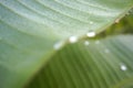 Morning dew water drops on banana leaves, green banana leaves Royalty Free Stock Photo