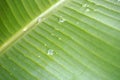 Morning dew water drops on banana leaves, green banana leaves Royalty Free Stock Photo