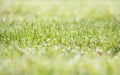 Morning dew water drops on fresh lush green cut grass. Empty room copy space.