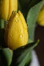 Morning dew water drops on a yellow tulip flower in bloom Royalty Free Stock Photo