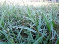 Morning dew on the weeds. Royalty Free Stock Photo