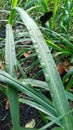 morning dew that wets the leaves of Buffalo grass