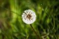 Morning Dew on Dandelion Seeds in Green Field in Spring Royalty Free Stock Photo