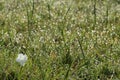 Morning Dew and White Flower, Africa