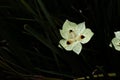 Morning Dew on White Four-Petal Flower
