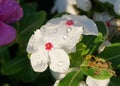 Morning dew on a white Vinca flower.