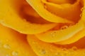 Morning dew on yellow rose petals Royalty Free Stock Photo