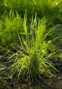 Morning dew on young grass tussock