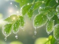 morning dewdrops on delicate leaves