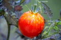 Morning dewdrops on fresh garden grown cherry tomato