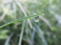 Morning dewdrops