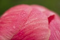 Morning dewdrops on the petals of Peany flowering plant Royalty Free Stock Photo