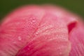 Morning dewdrops on the petals of Peany flowering plant Royalty Free Stock Photo