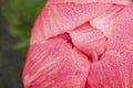 Morning dewdrops on the petals of Peany flowering plant Royalty Free Stock Photo