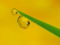 Morning dews on the grass with flower reflection Royalty Free Stock Photo