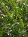 Morning dews in green grass