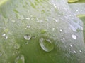 Morning dews on green leaf. Royalty Free Stock Photo