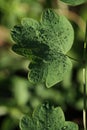 Morning dews on green leaves in autumn Royalty Free Stock Photo