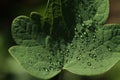 Morning dews on green leaves in autumn Royalty Free Stock Photo