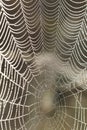 Morning dews on spiderweb in the morning Royalty Free Stock Photo