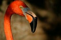 A morning dip has a flamingo head covered in water Royalty Free Stock Photo