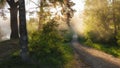 Morning dirt road through the summer forest covered in fog and sun rays, beautiful summer landscape Royalty Free Stock Photo