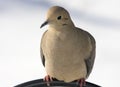 Morning Dove Royalty Free Stock Photo