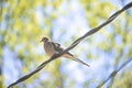 Morning Dove Bird on A Wire