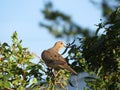 Morning Dove Perched in some Branches on a summer morning Royalty Free Stock Photo