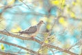 Morning dove perched on thin tree branches Royalty Free Stock Photo