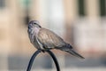 Morning dove in a peaceful urban setting Royalty Free Stock Photo