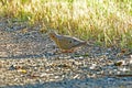 A Morning Dove