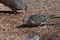 Morning Dove and White-tailed Dove feeding on Seeds.