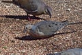 Morning Dove and White-tailed Dove feeding on Seeds.