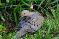 Morning Dove ( Zenaida macroura )